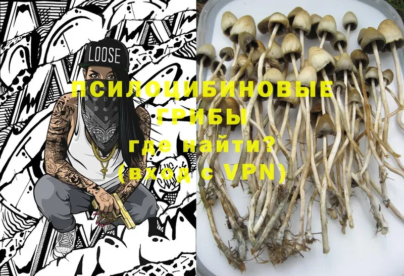 Псилоцибиновые грибы Cubensis  Копейск 